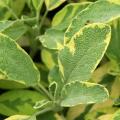 Sauges officinales - Salvia officinalis