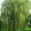 Saule (Salix)