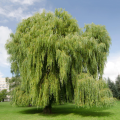 Saules pleureurs