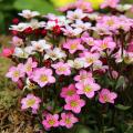Saxifrages