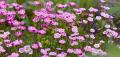 Saxifrages