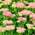 Sedums botaniques