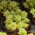 Sedums à feuillage doré