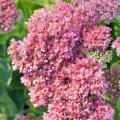 Sedums à fleurs roses