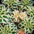 Sedums panachés