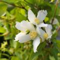 Seringat (Philadelphus)