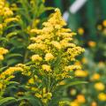 Solidago - Verge d'or