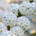 Spirées à fleurs blanches