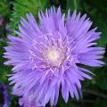 Stokesia