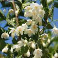 Styrax