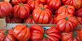 Plants de Tomates à gros fruits