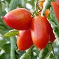 Tomates à fruits moyens