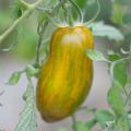 Tomates anciennes et de collection