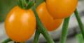 Plants de Tomates cerise et cocktail