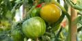 Plants de Tomates anciennes et de collection