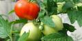 Plants de Tomates à fruits moyens