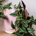 Tradescantia d'intérieur - Misère