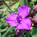 Tradescantias - Tradescantia