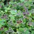 Trifolium