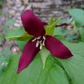 Trilliums