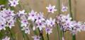 Tulbaghia