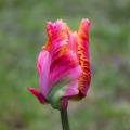 Tulipe Perroquet
