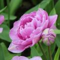 Tulipe Pluriflore