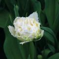 Tulipes à fleurs blanches