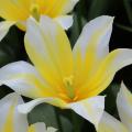 Tulipes à fleurs jaunes