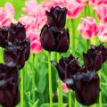 Tulipes à fleurs noires