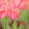 Tulipes à fleurs roses