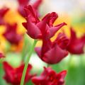 Tulipes à fleurs rouges