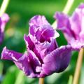 Tulipes à fleurs violettes, mauves et pourpres