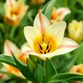 Tulipes botaniques