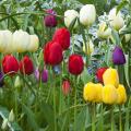 Tulipes par couleur de fleurs
