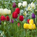 Tulipes par couleur de fleurs