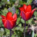 Tulipes simples