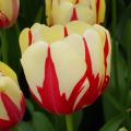 Tulipes tardives