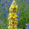 Verbascum - Molènes