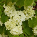 Viburnum plicatum - Viornes de Chine