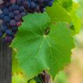 Vignes résistantes aux maladies