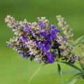 Vitex - Gattilier