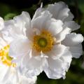 Vivaces à fleurs blanches