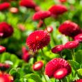 Vivaces à fleurs rouges