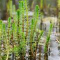 Aquatiques par profondeur de plantation