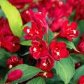 Weigélias à fleurs rouges