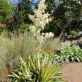 Yucca