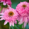 Échinacées à fleurs doubles