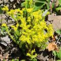 Graines d'orpins - Sedum