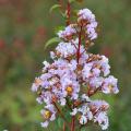 Lilas des Indes rustiques pour le Nord